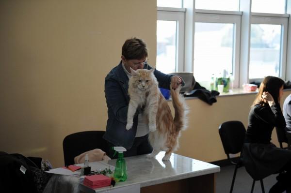 Выставка "Кубок "Royal Canin" Международный чемпионат "Master CAT" 15-16 января 2011 г.Харьков