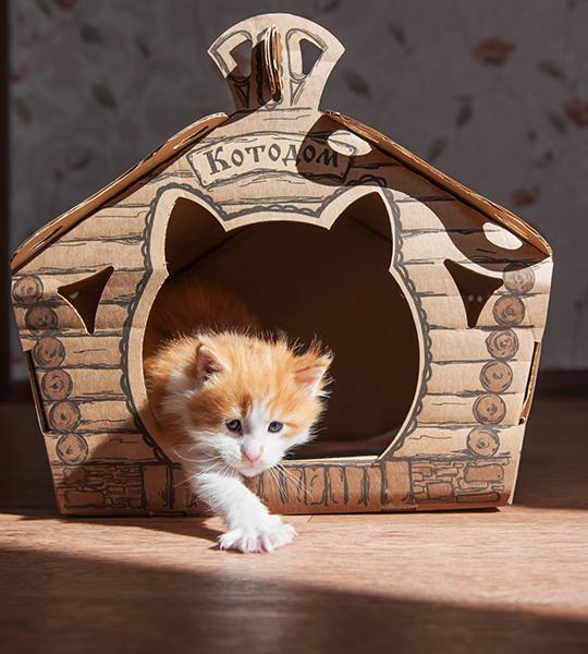 Новый домик для котят.