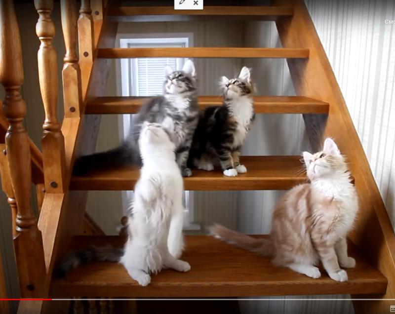 Котята на ступеньках