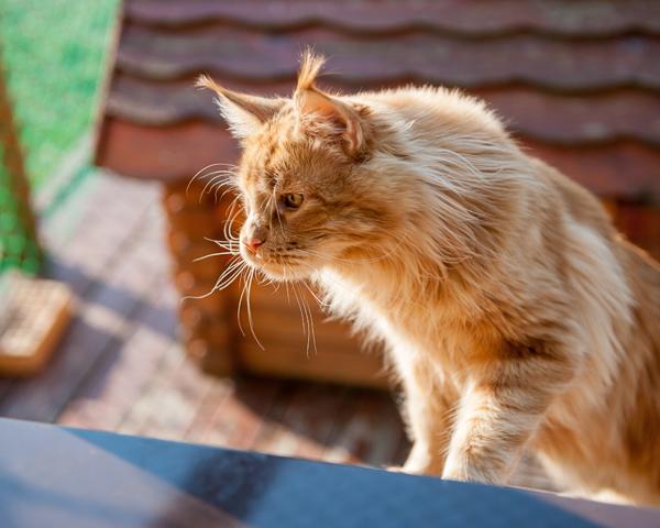 Солнечный котенок Гусар
