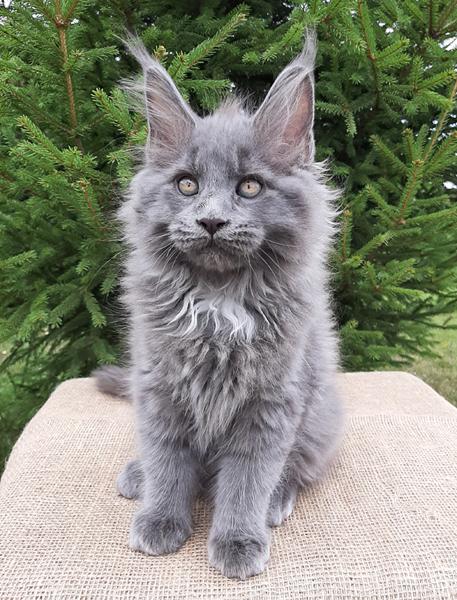 серый котенок мейн кун