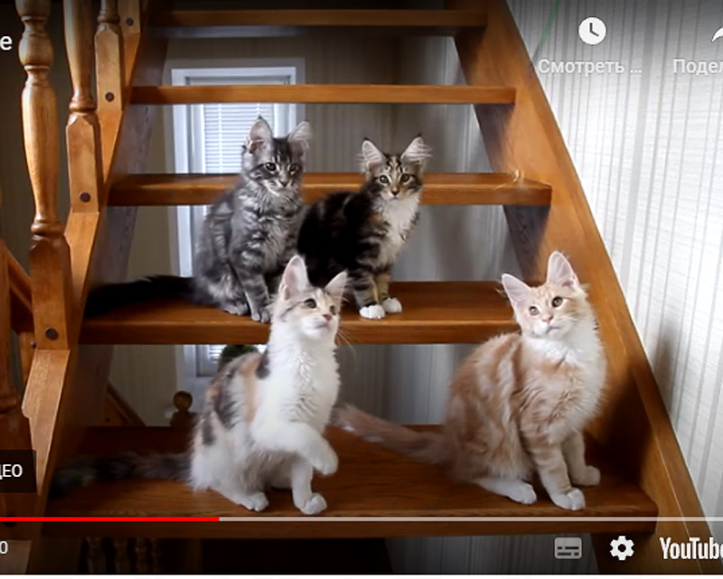 Котята С на лестнице