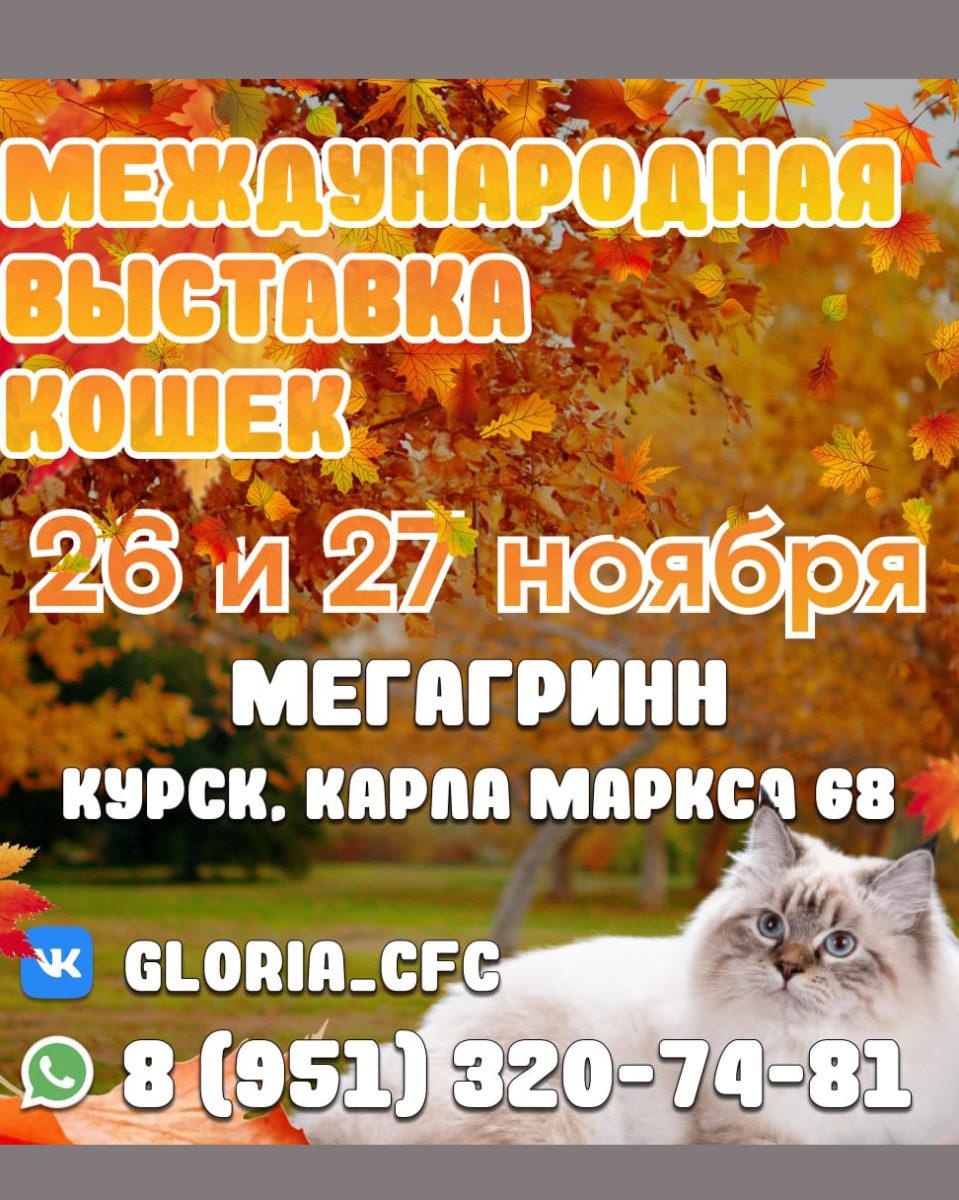 Выставка кошек в Курске 25-26.11.2022