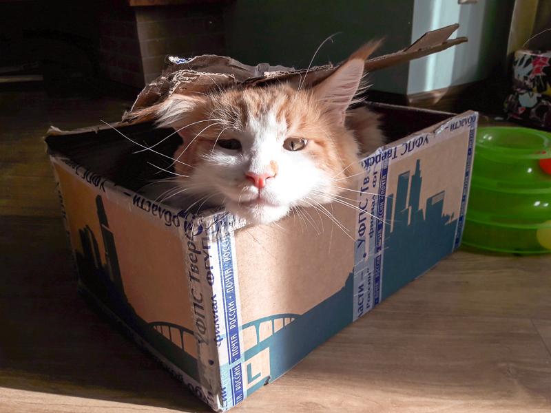 Кот спрятался в коробке
