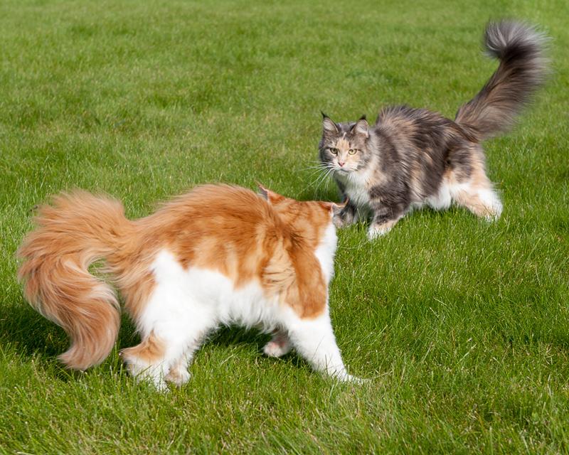 Кот и кошка мейн-кун